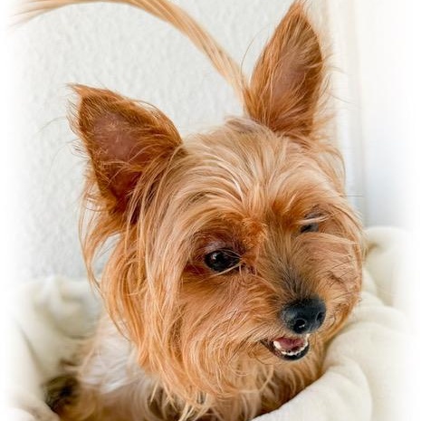 Risata, an adopted Yorkshire Terrier in Tulsa, OK image 2/4