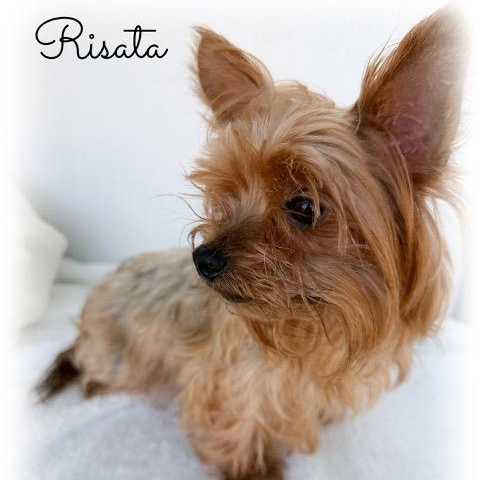 Risata, adopted, Adult Female Yorkshire Terrier.