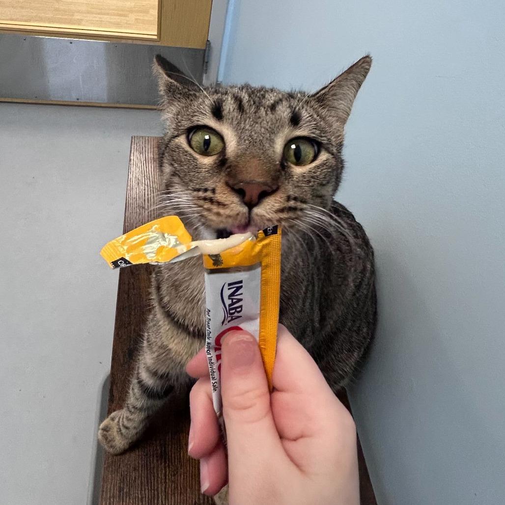 Enlarge Inky, a Adoptable Domestic Short Hair in Boston, MA image 1/4