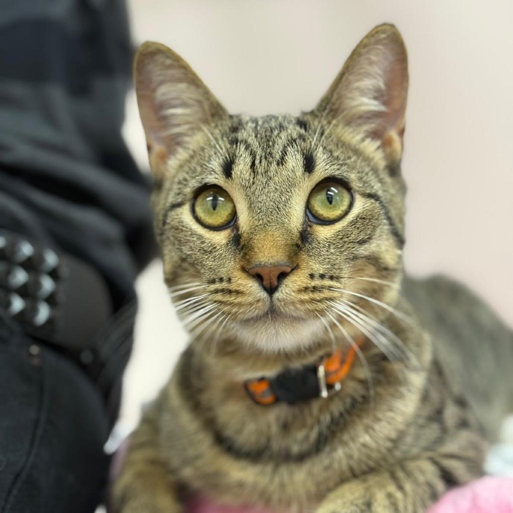 Enlarge Inky, a Adoptable Domestic Short Hair in Boston, MA image 3/4