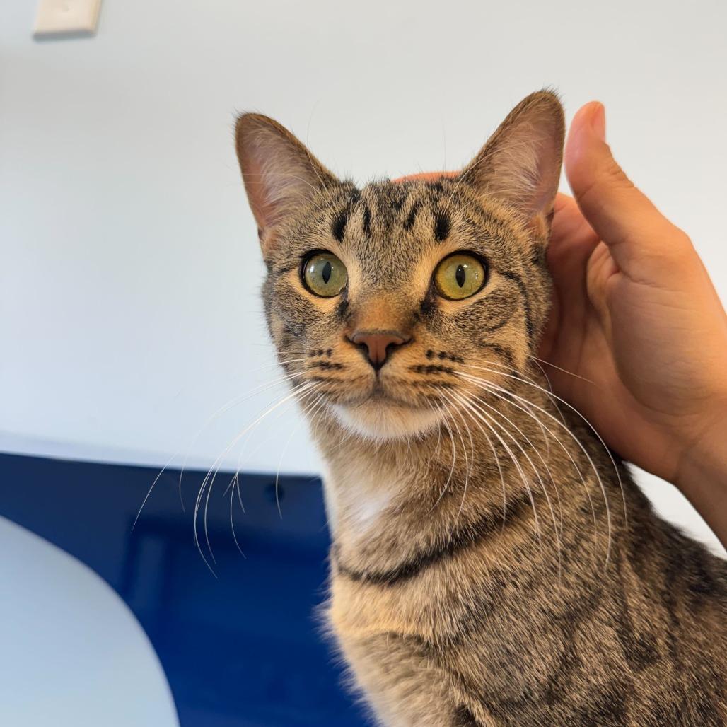 Enlarge Inky, a Adoptable Domestic Short Hair in Boston, MA image 4/4