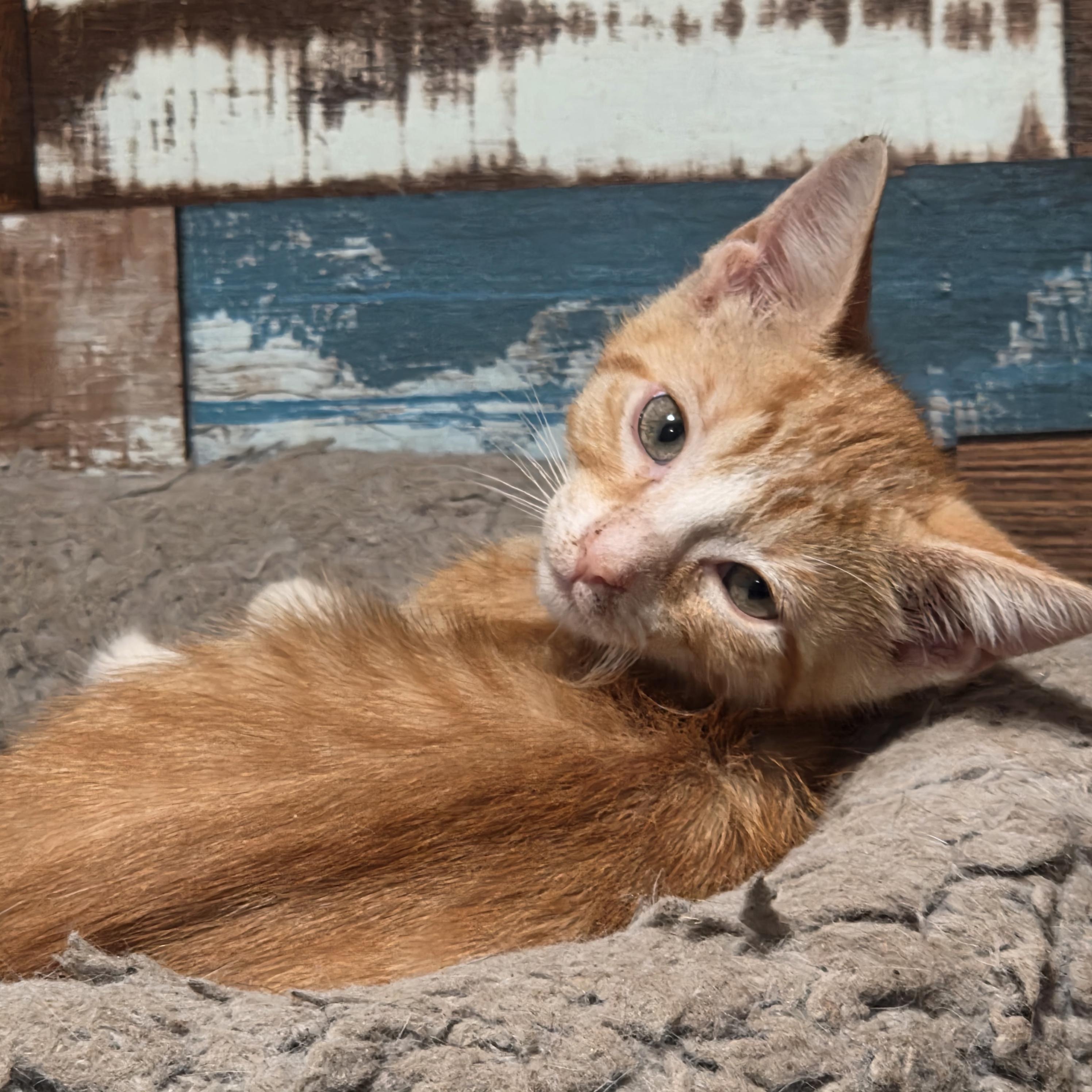 Enlarge Igor, a Adoptable Domestic Short Hair in Chicago, IL image 1/6