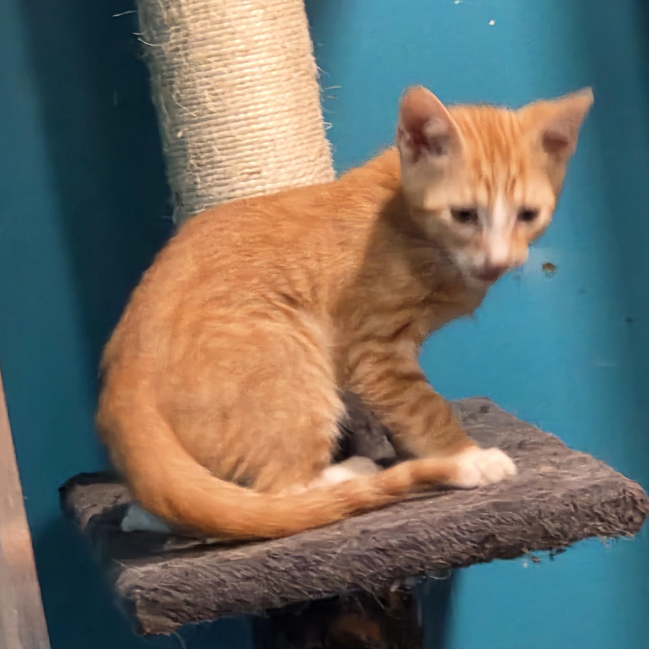 Enlarge Igor, a Adoptable Domestic Short Hair in Chicago, IL image 3/6