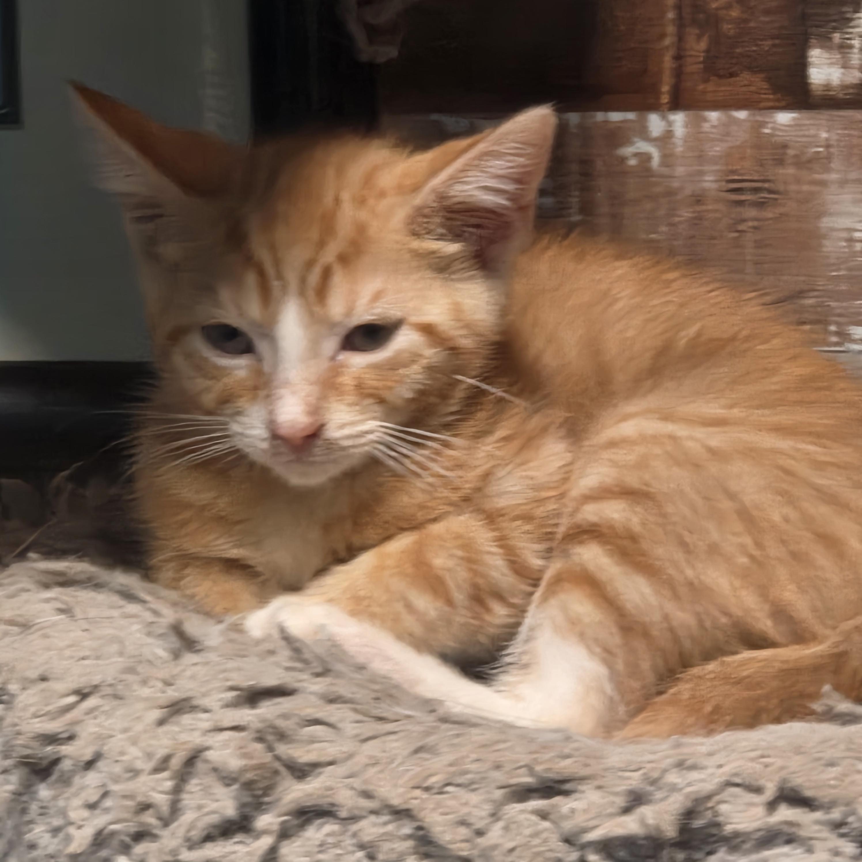 Enlarge Igor, a Adoptable Domestic Short Hair in Chicago, IL image 5/6