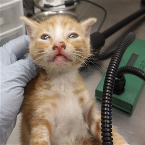 Enlarge Igor, a Adoptable Domestic Short Hair in Chicago, IL image 1/3