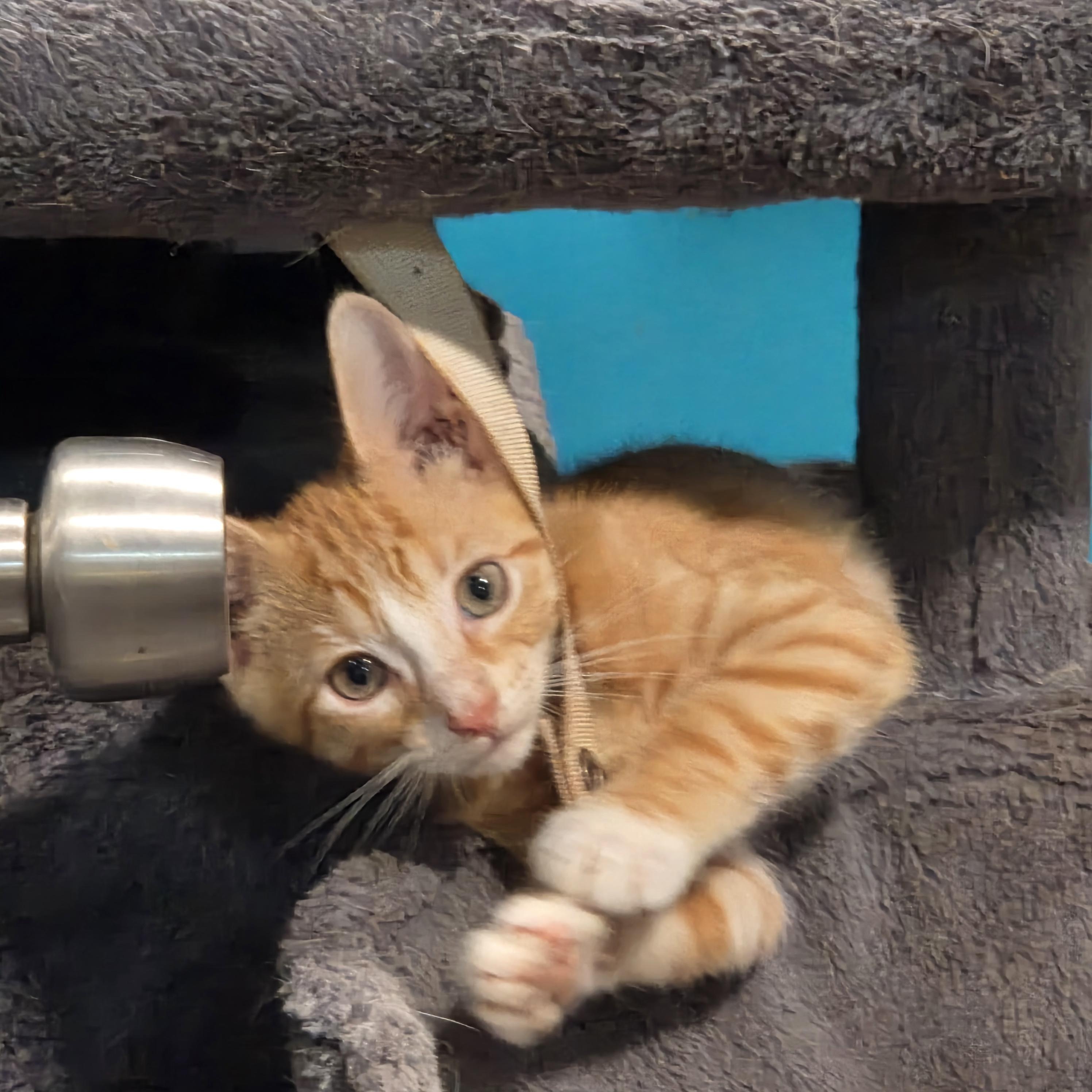 Enlarge Igor, a Adoptable Domestic Short Hair in Chicago, IL image 4/6