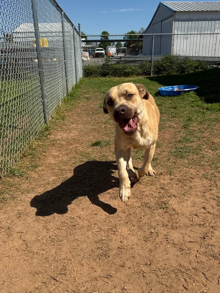 Sunny, Adoptable, Adult Male Mixed Breed.