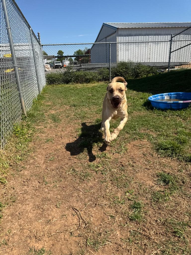 Enlarge Sunny, a Adoptable Mixed Breed in Bossier City, LA image 1/6