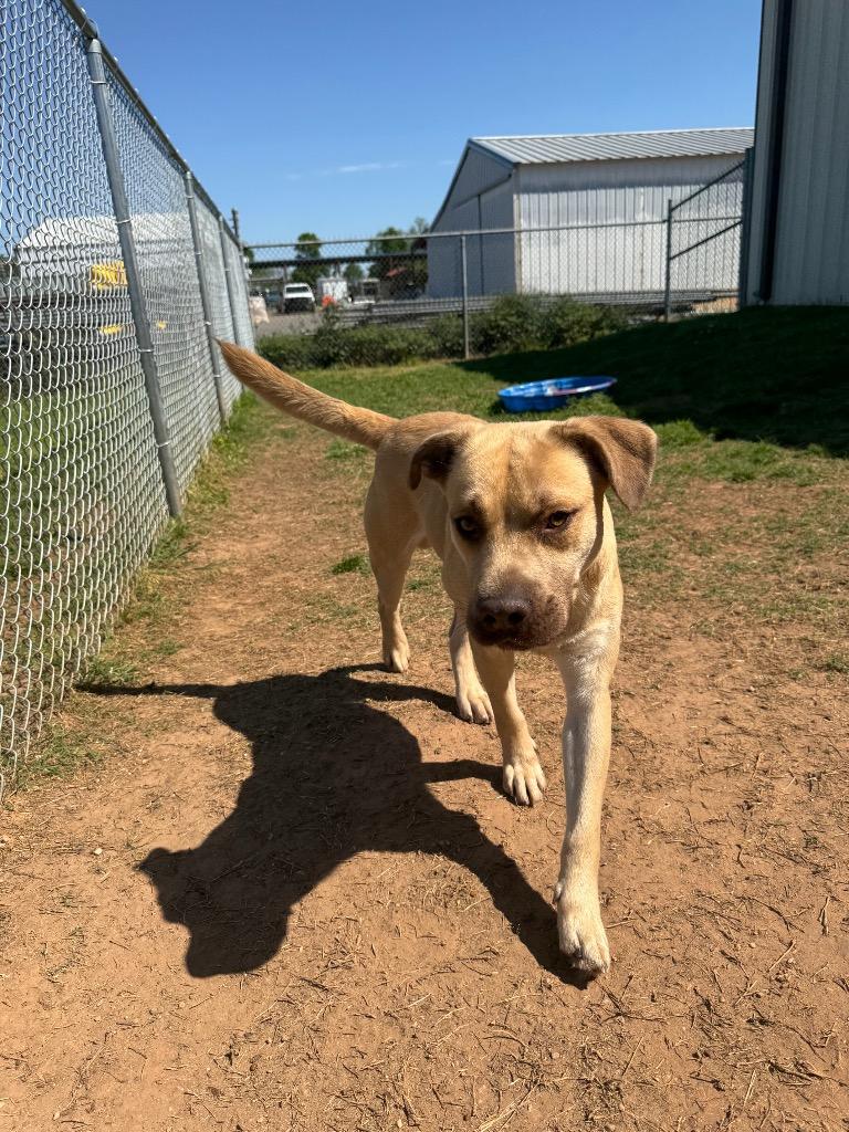Sunny, Adoptable, Adult Male Mixed Breed.