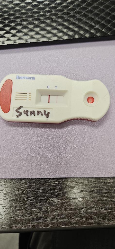 Sunny, Adoptable, Adult Male Mixed Breed.