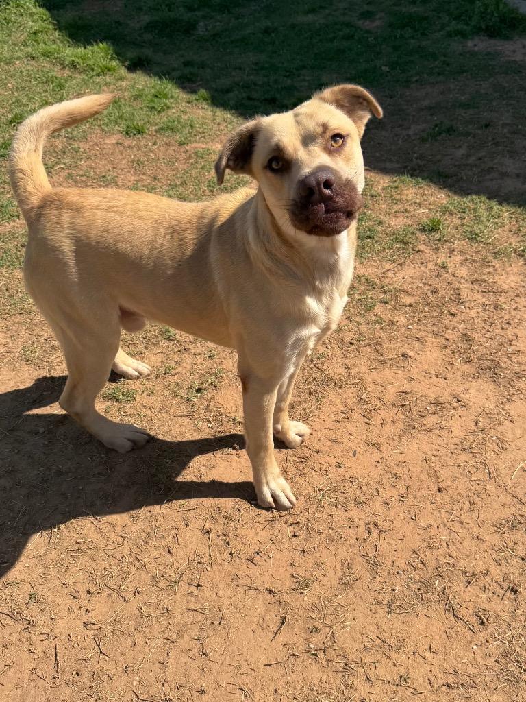 Enlarge Sunny, a Adoptable Mixed Breed in Bossier City, LA image 4/6