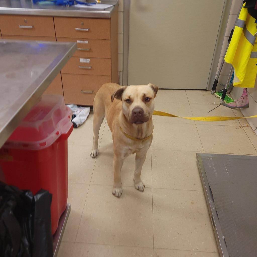 Enlarge Sunny, a Adoptable Mixed Breed in Bossier City, LA image 5/6