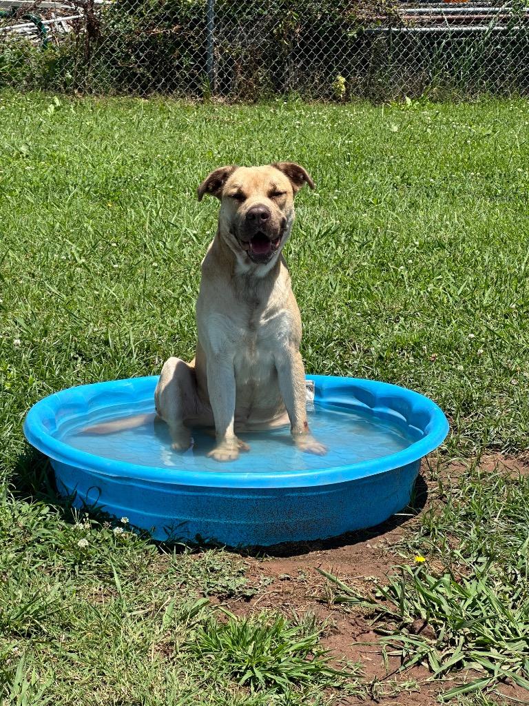 Enlarge Sunny, a Adoptable Mixed Breed in Bossier City, LA image 4/6