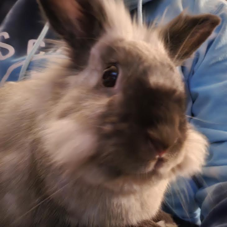 Olaf, Adoptable, Adult Male Himalayan & Lionhead.