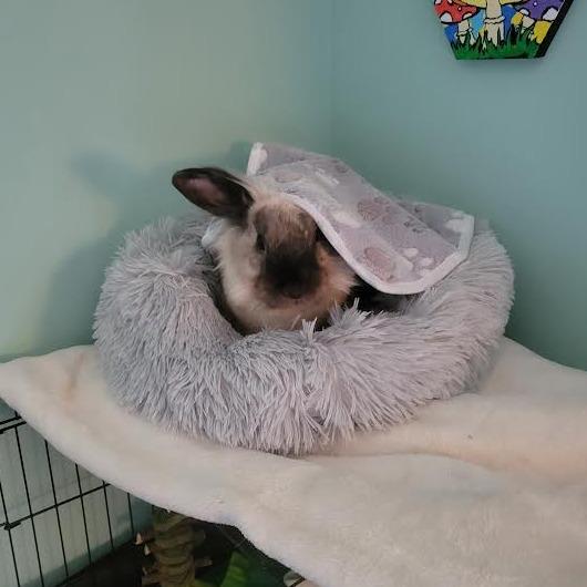 Enlarge Olaf, a Adoptable mixed breed in South Elgin, IL image 2/6