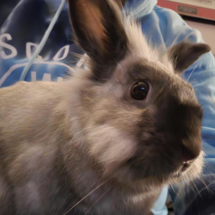 Enlarge Olaf, a Adoptable mixed breed in South Elgin, IL image 3/6