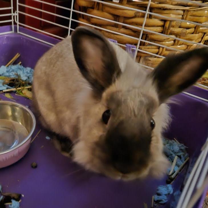 Enlarge Olaf, a Adoptable mixed breed in South Elgin, IL image 5/6