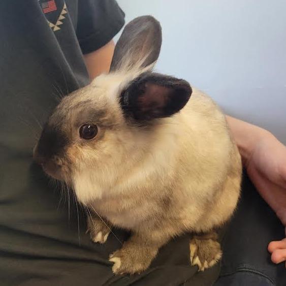 Enlarge Olaf, a Adoptable mixed breed in South Elgin, IL image 6/6