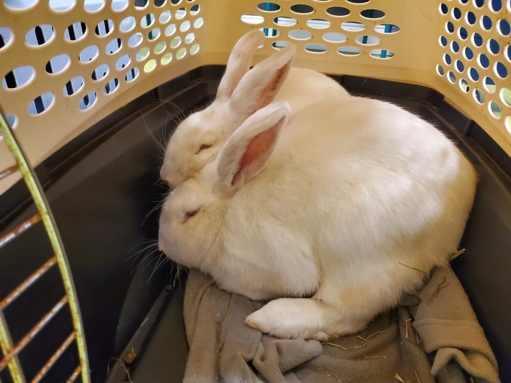 Prince and Belle, Adoptable, Adult Male Florida White.