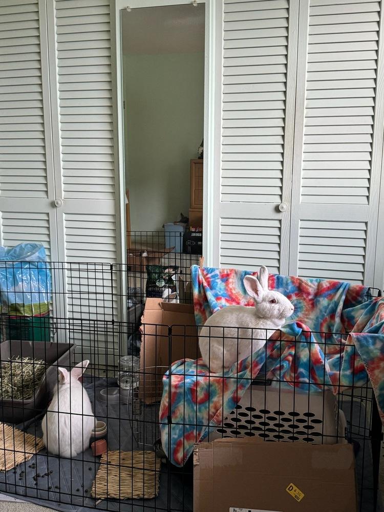 Prince and Belle, Adoptable, Adult Male Florida White.