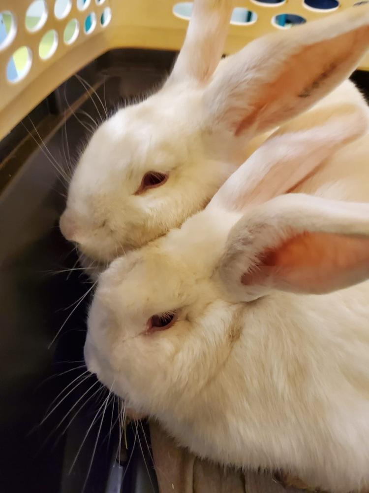 Prince and Belle, Adoptable, Adult Male Florida White.