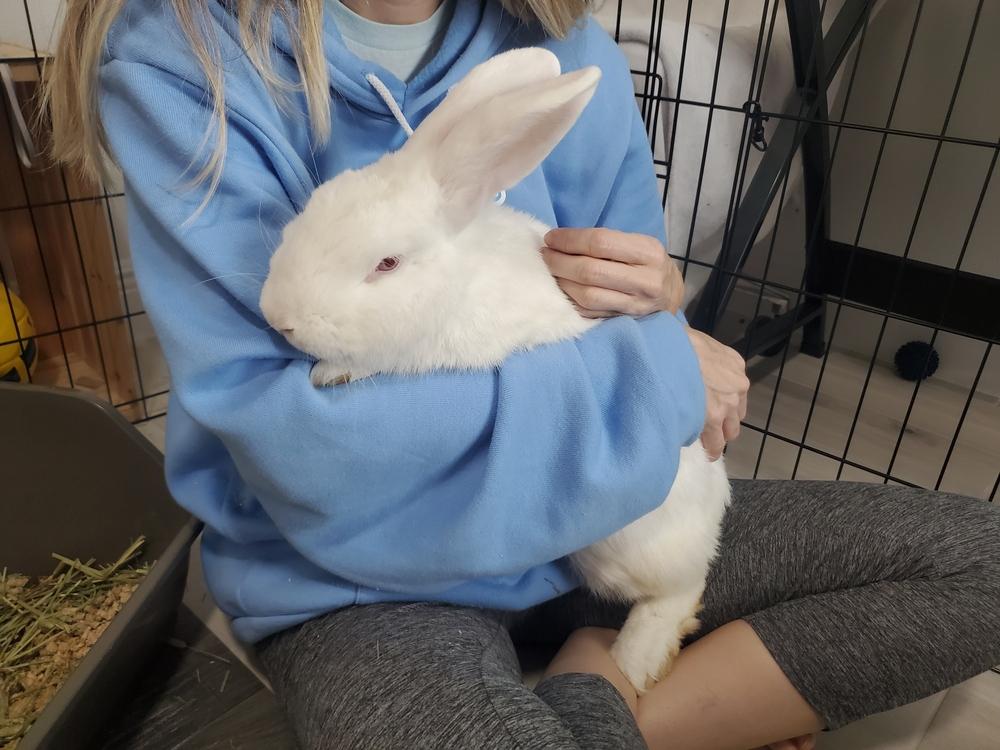 Prince and Belle, Adoptable, Adult Male Florida White.
