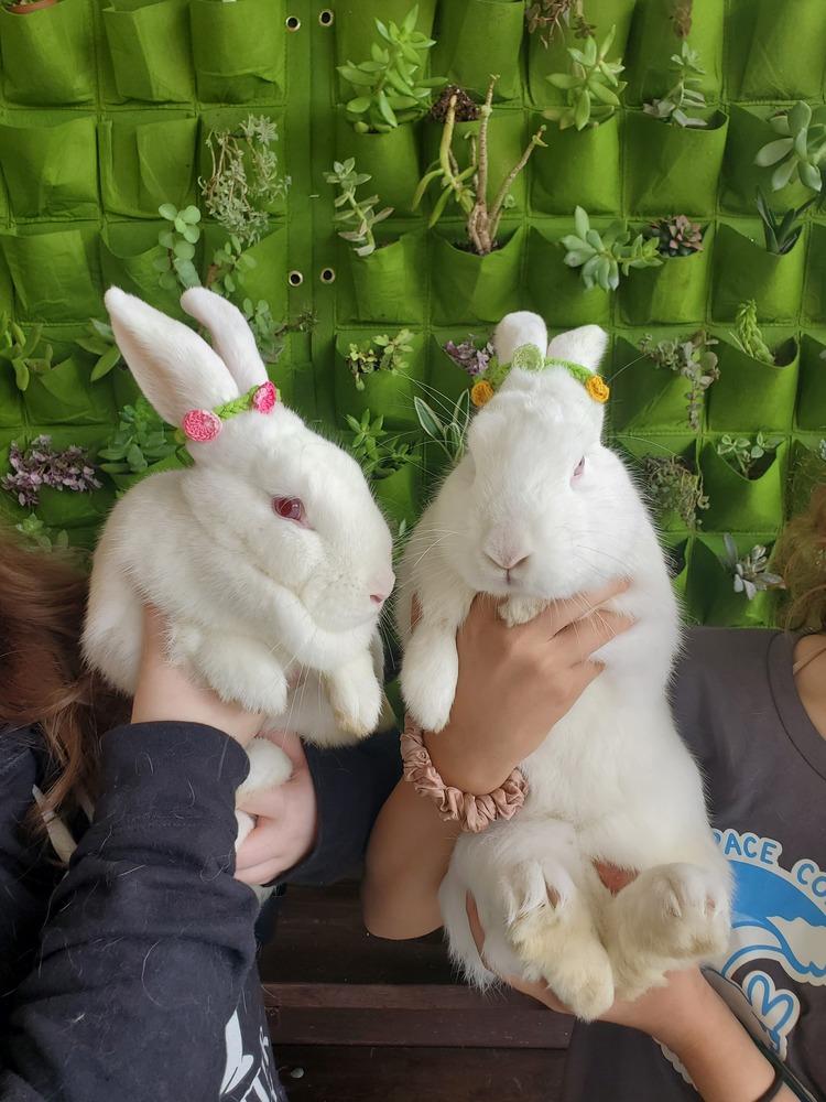 Enlarge Prince and Belle, a Adoptable Florida White in Melbourne, FL image 5/6