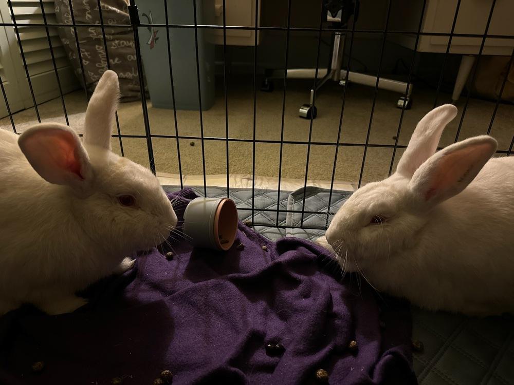 Enlarge Prince and Belle, a Adoptable Florida White in Melbourne, FL image 4/5