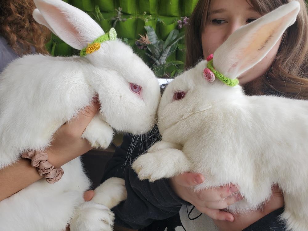 Enlarge Prince and Belle, a Adoptable Florida White in Melbourne, FL image 6/6