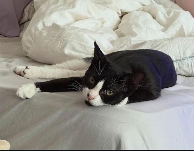 Tofu, Adoptable, Young Female Domestic Short Hair.