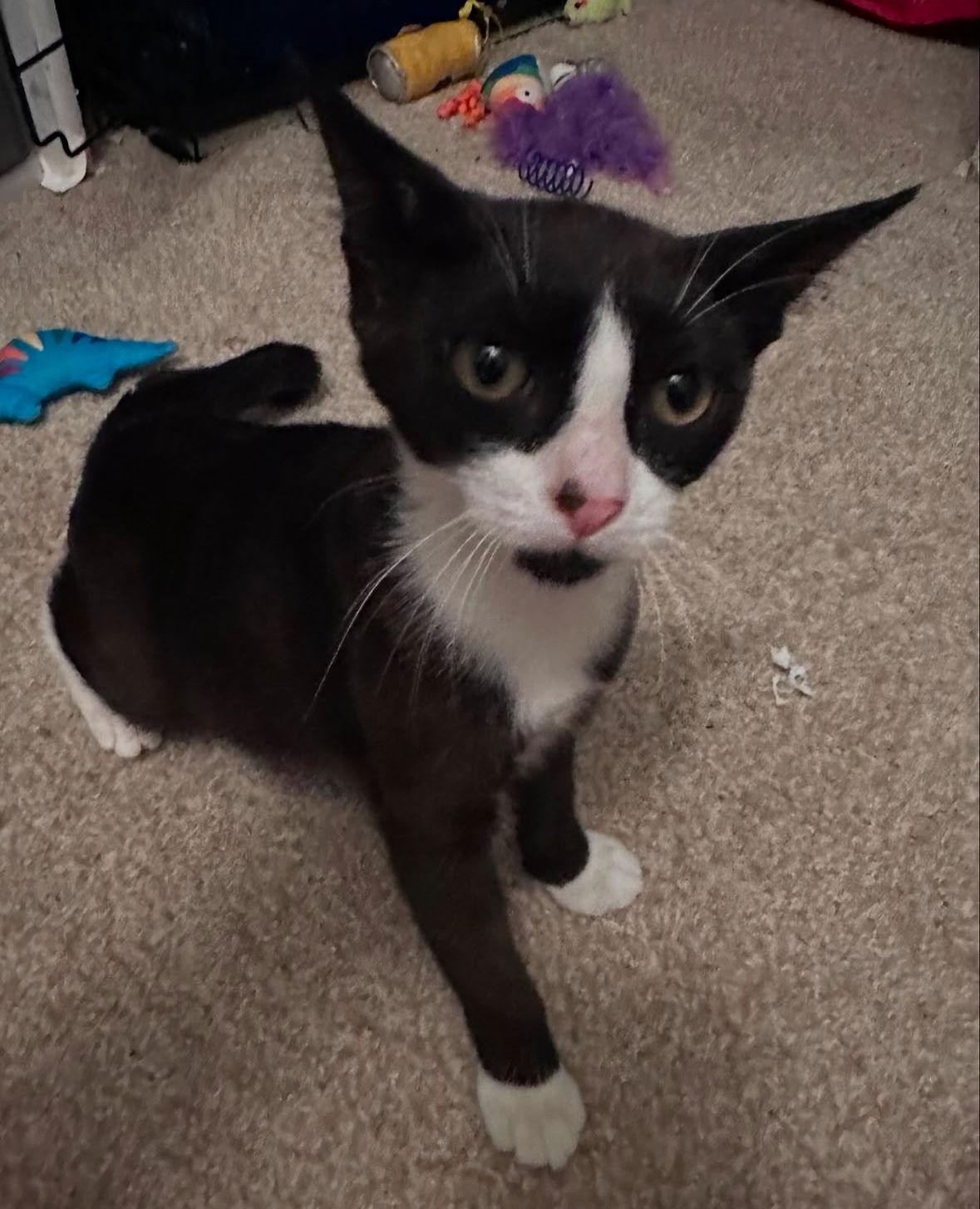 Tofu, a Adoptable Domestic Short Hair in Brooklyn, NY image 2/3