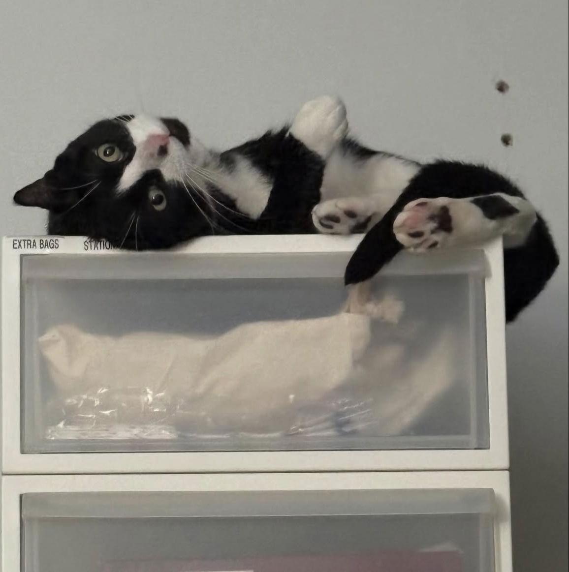 Tofu, a Adoptable Domestic Short Hair in Brooklyn, NY image 3/3