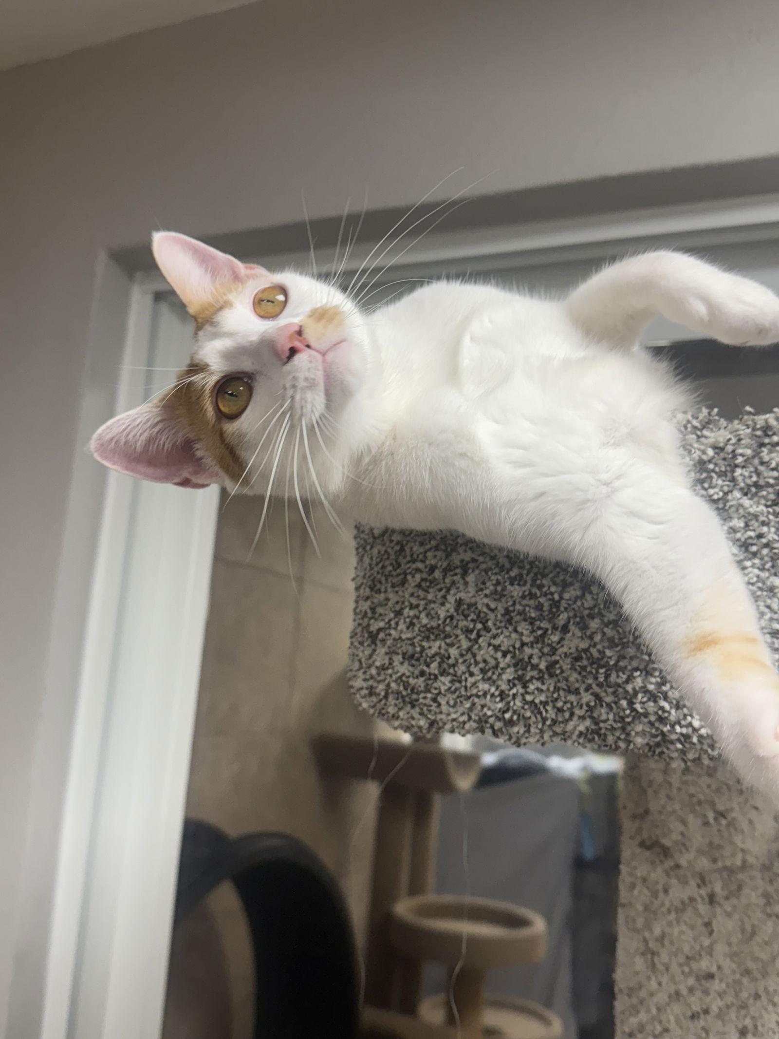 Enlarge Snicklefritz, a Adoptable Domestic Short Hair in Satellite Beach, FL image 1/3