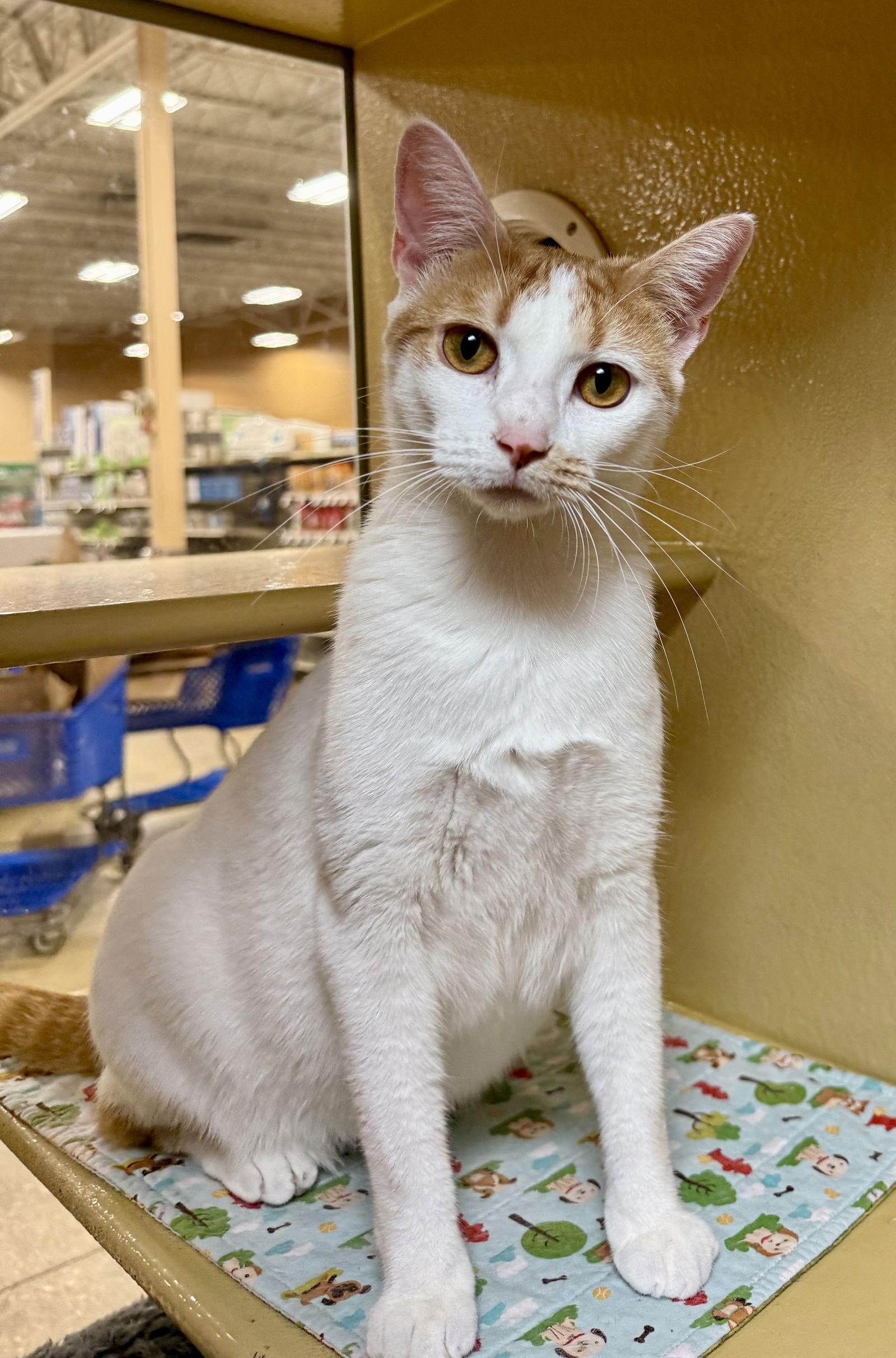 Enlarge Snicklefritz, a Adoptable Domestic Short Hair in Satellite Beach, FL image 2/3