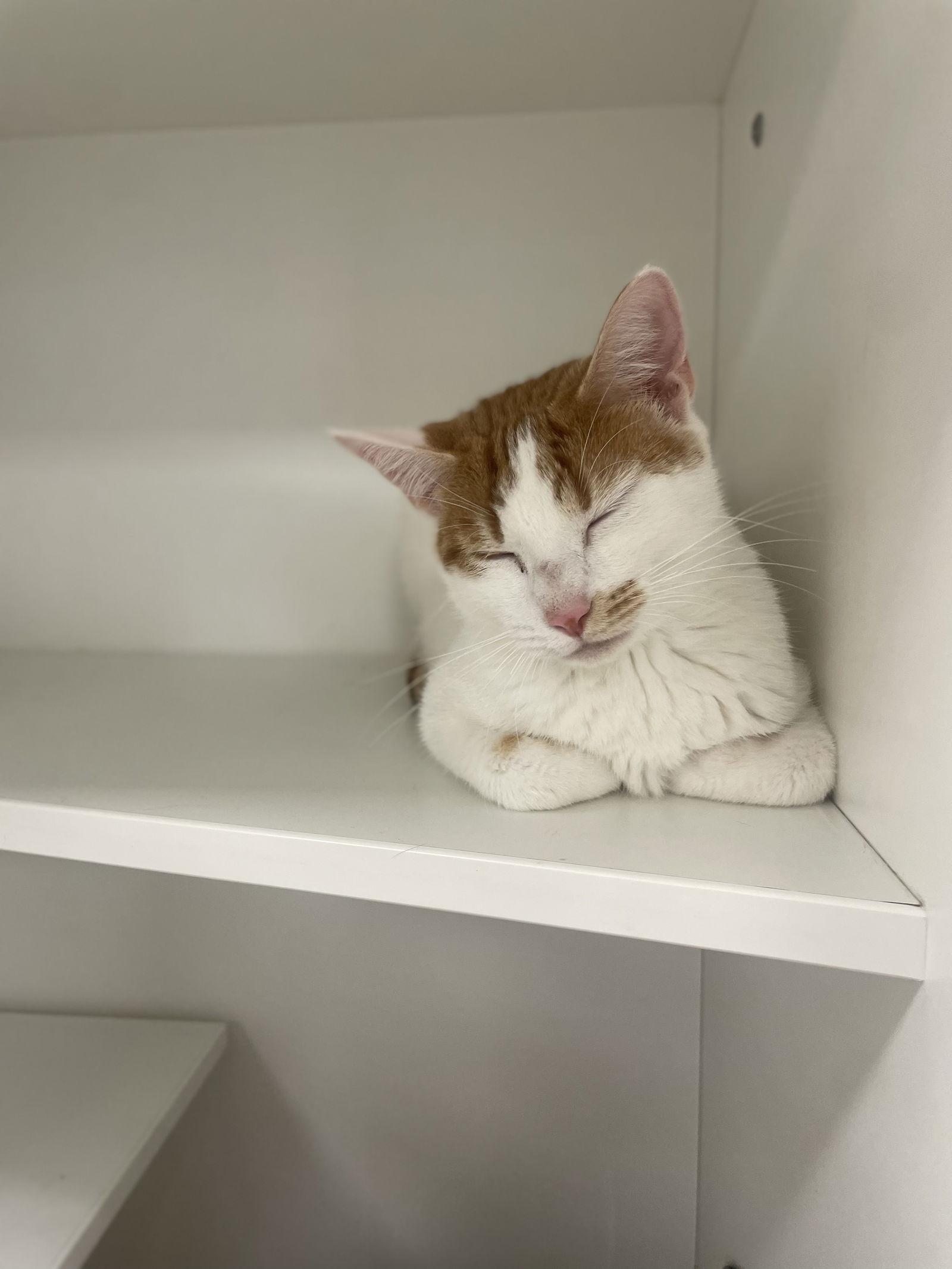 Enlarge Snicklefritz, a Adoptable Domestic Short Hair in Satellite Beach, FL image 3/3