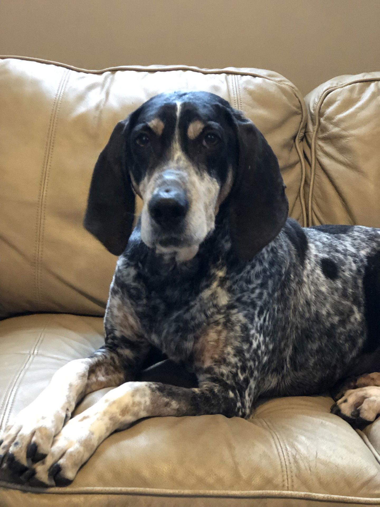 Enlarge Birdie, a Adoptable Hound in Elkins, WV image 1/3
