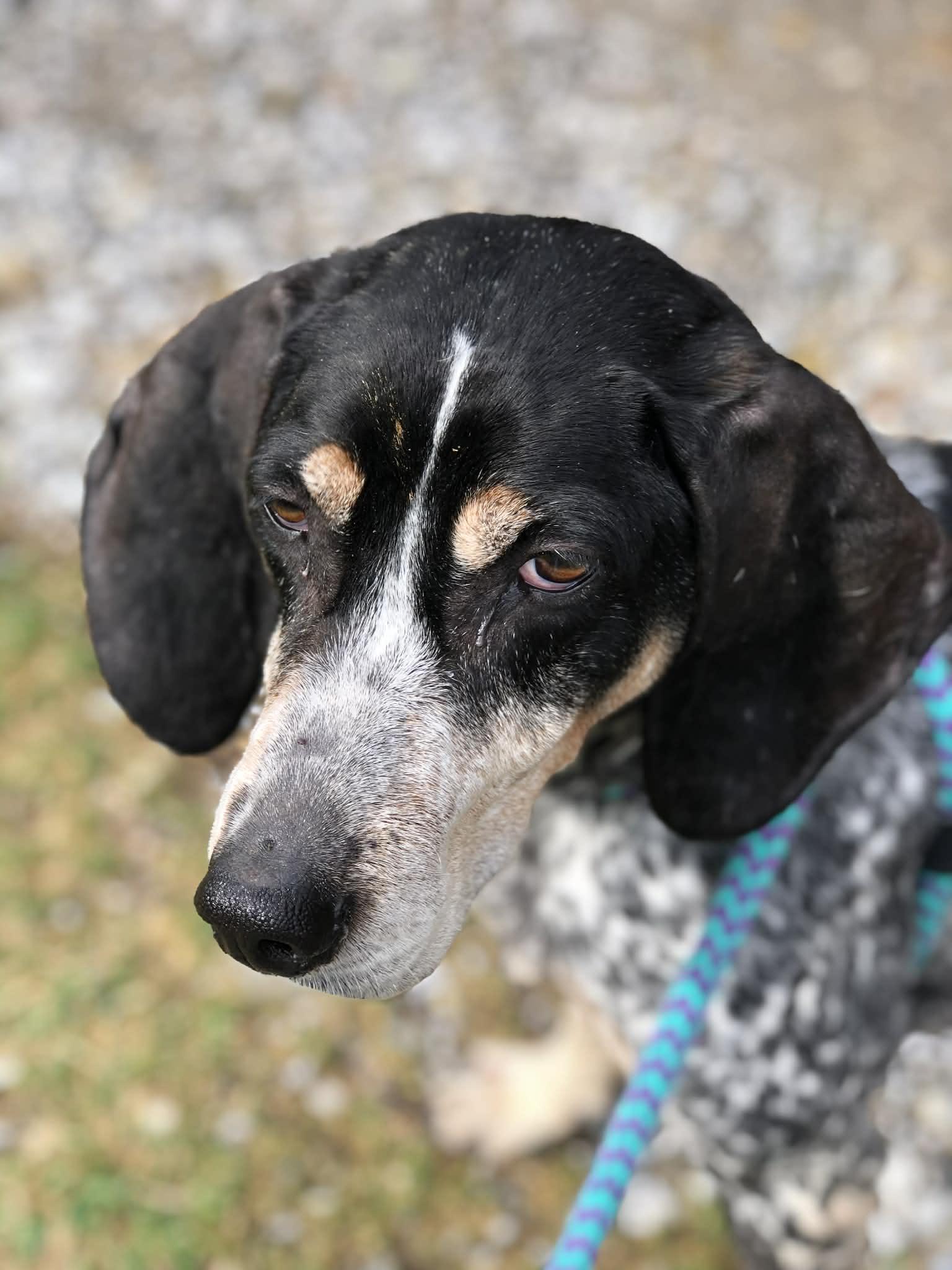 Enlarge Birdie, a Adoptable Hound in Elkins, WV image 2/3