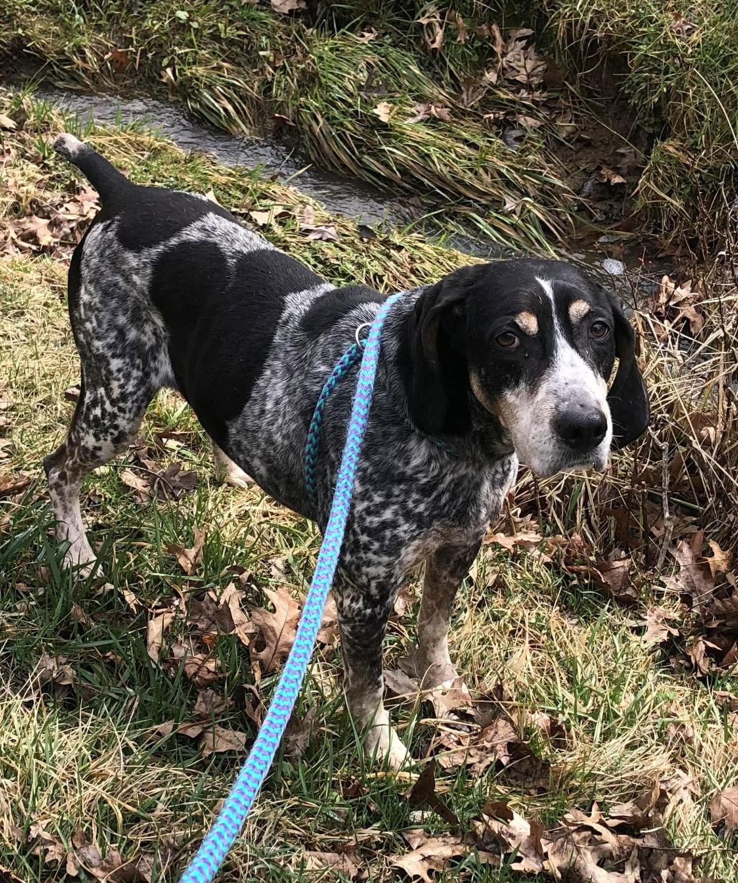 Enlarge Birdie, a Adoptable Hound in Elkins, WV image 3/3