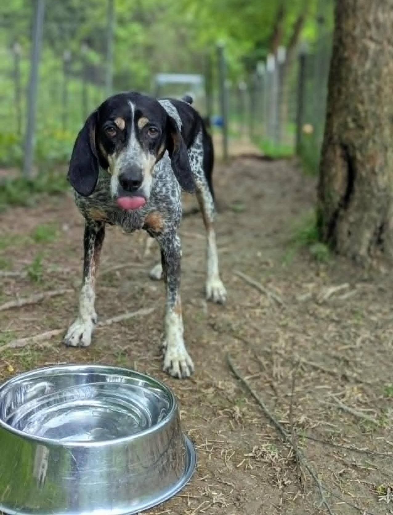 Birdie, a Adoptable Hound in Elkins, WV image 3/3