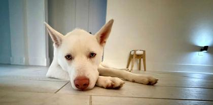 Flint, Adoptable, Young Male Siberian Husky.
