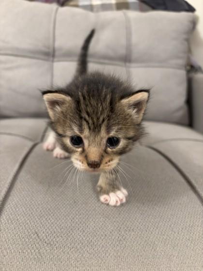 Gretchen, a Adoptable Domestic Short Hair in Berwick, PA image 1/2