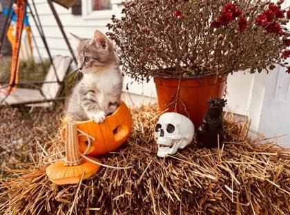 Gretchen, a Adoptable Domestic Short Hair in Berwick, PA image 2/2