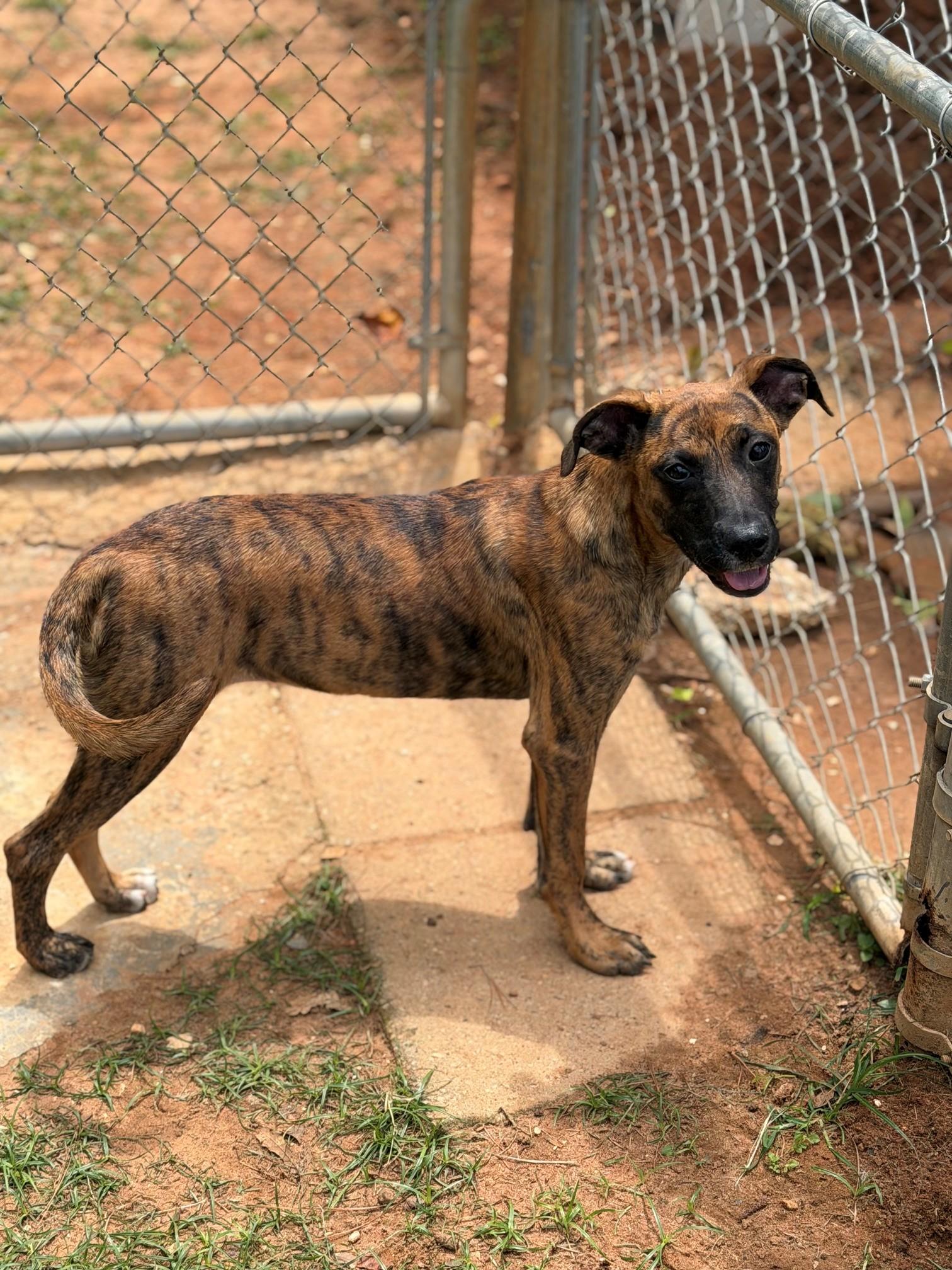 Abby, ADOPTABLE, Young Female Hound.