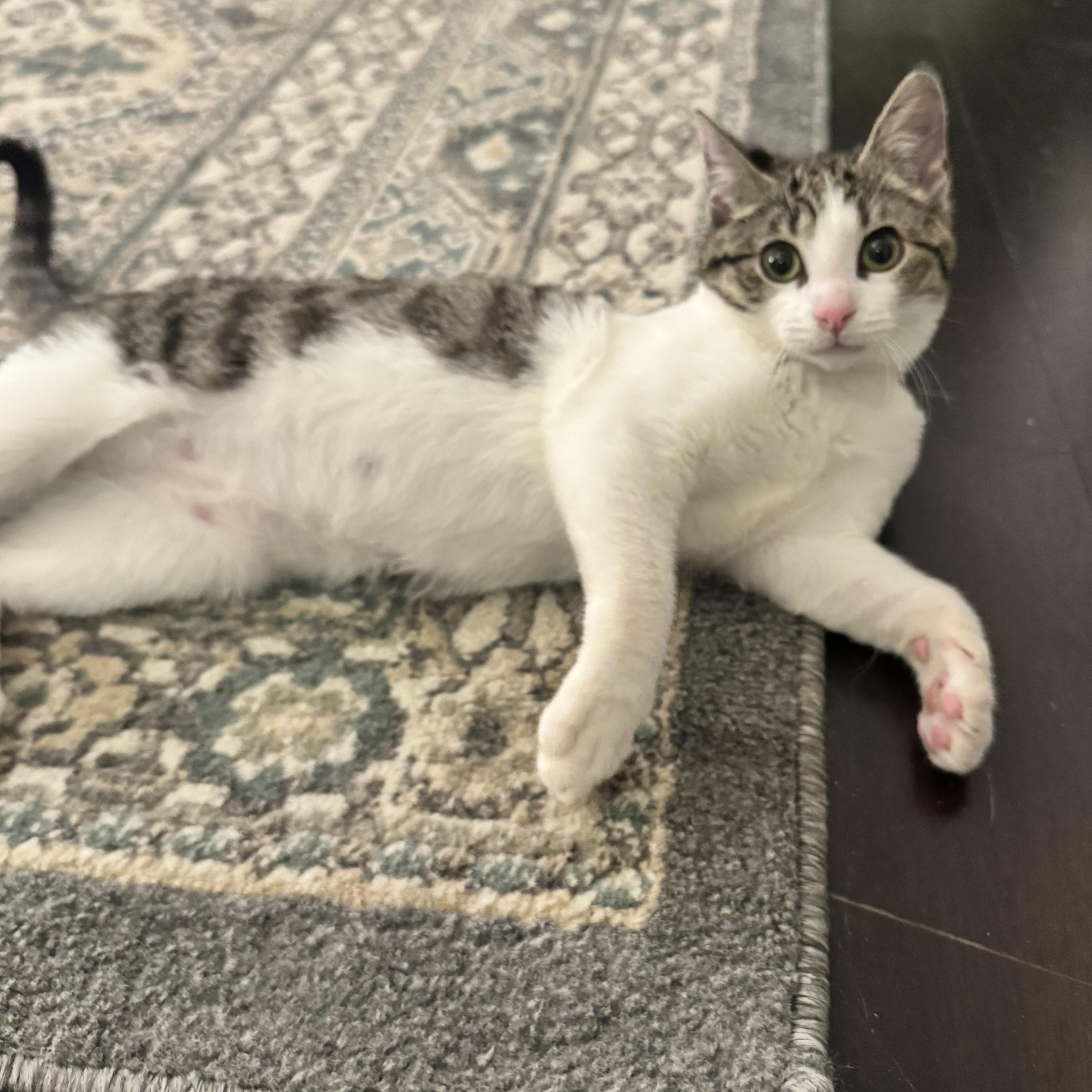 Enlarge Gigi, a Adoptable mixed breed in San Francisco, CA image 5/6