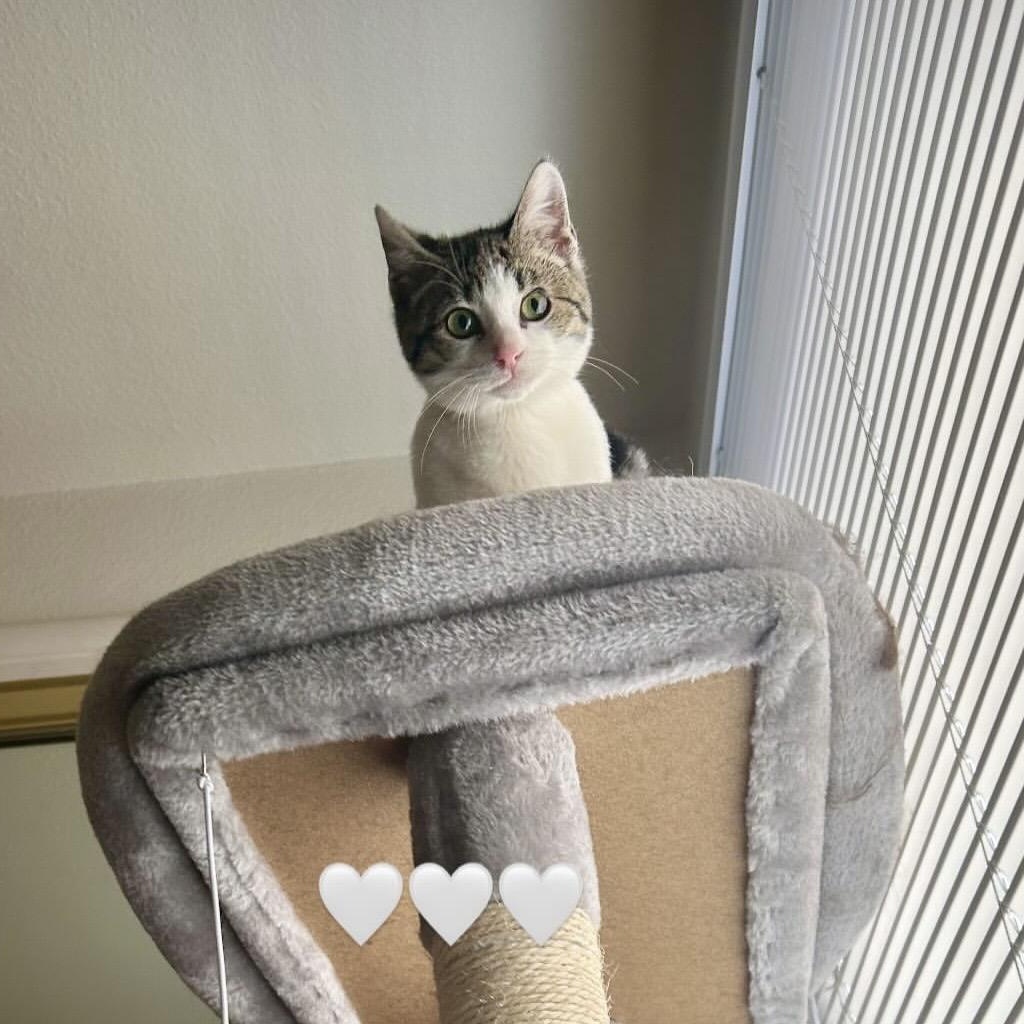 Enlarge Gigi, a Adoptable mixed breed in San Francisco, CA image 6/6