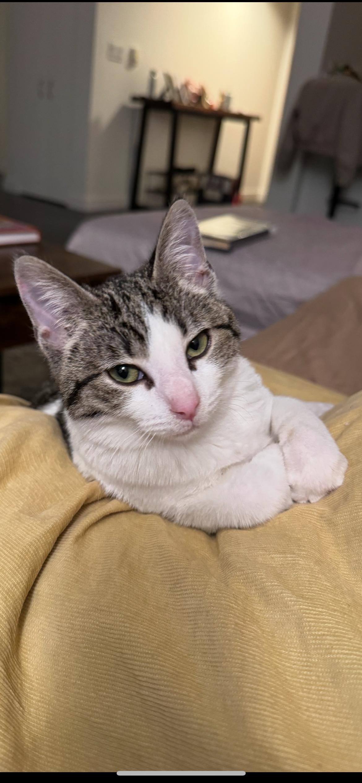 Enlarge Gigi, a Adoptable mixed breed in San Francisco, CA image 3/6