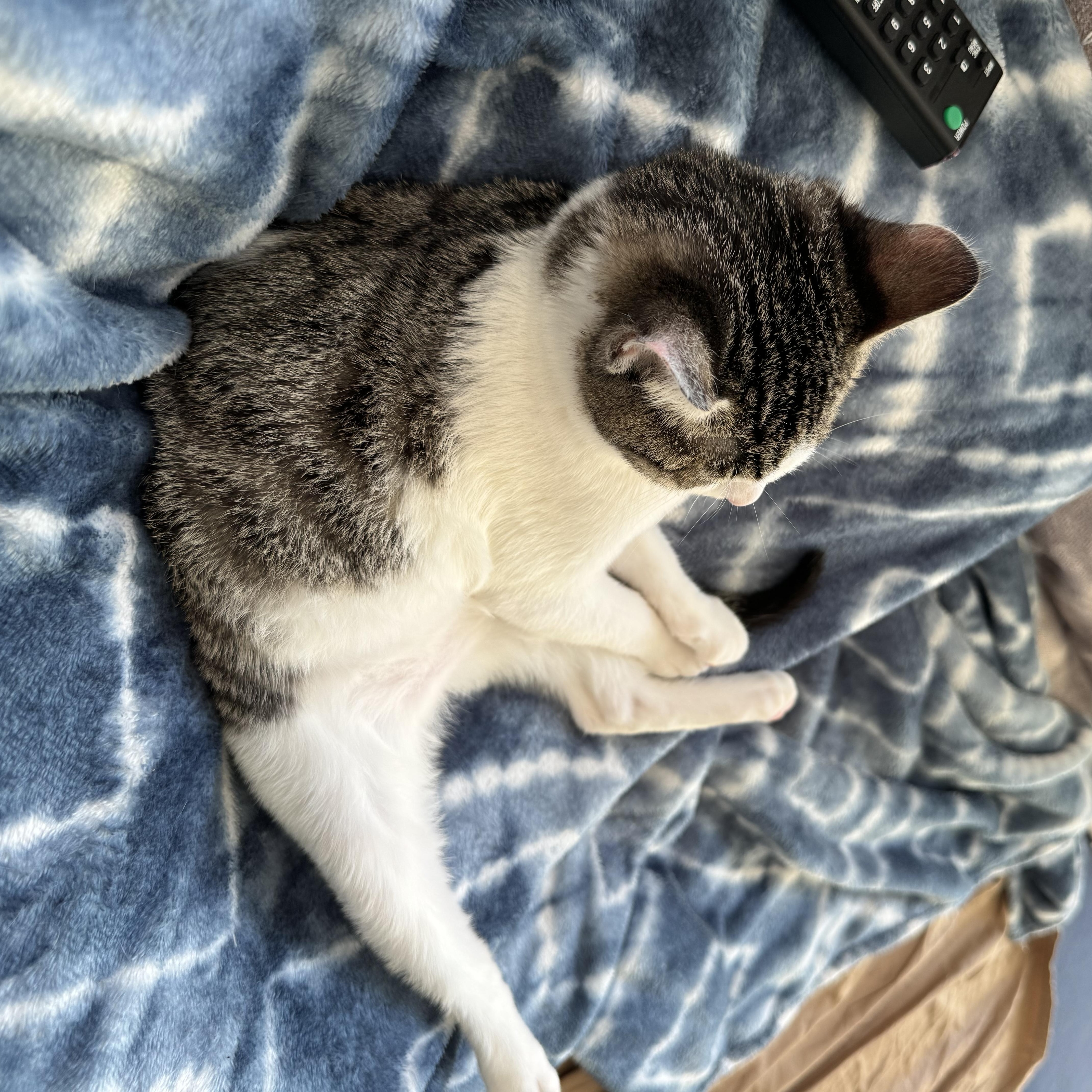 Enlarge Gigi, a Adoptable mixed breed in San Francisco, CA image 4/6