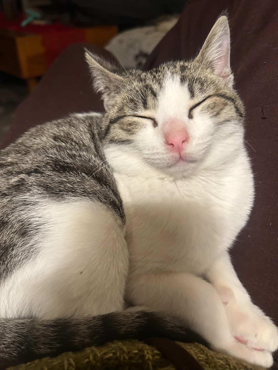 Enlarge Gigi, a Adoptable mixed breed in San Francisco, CA image 2/6