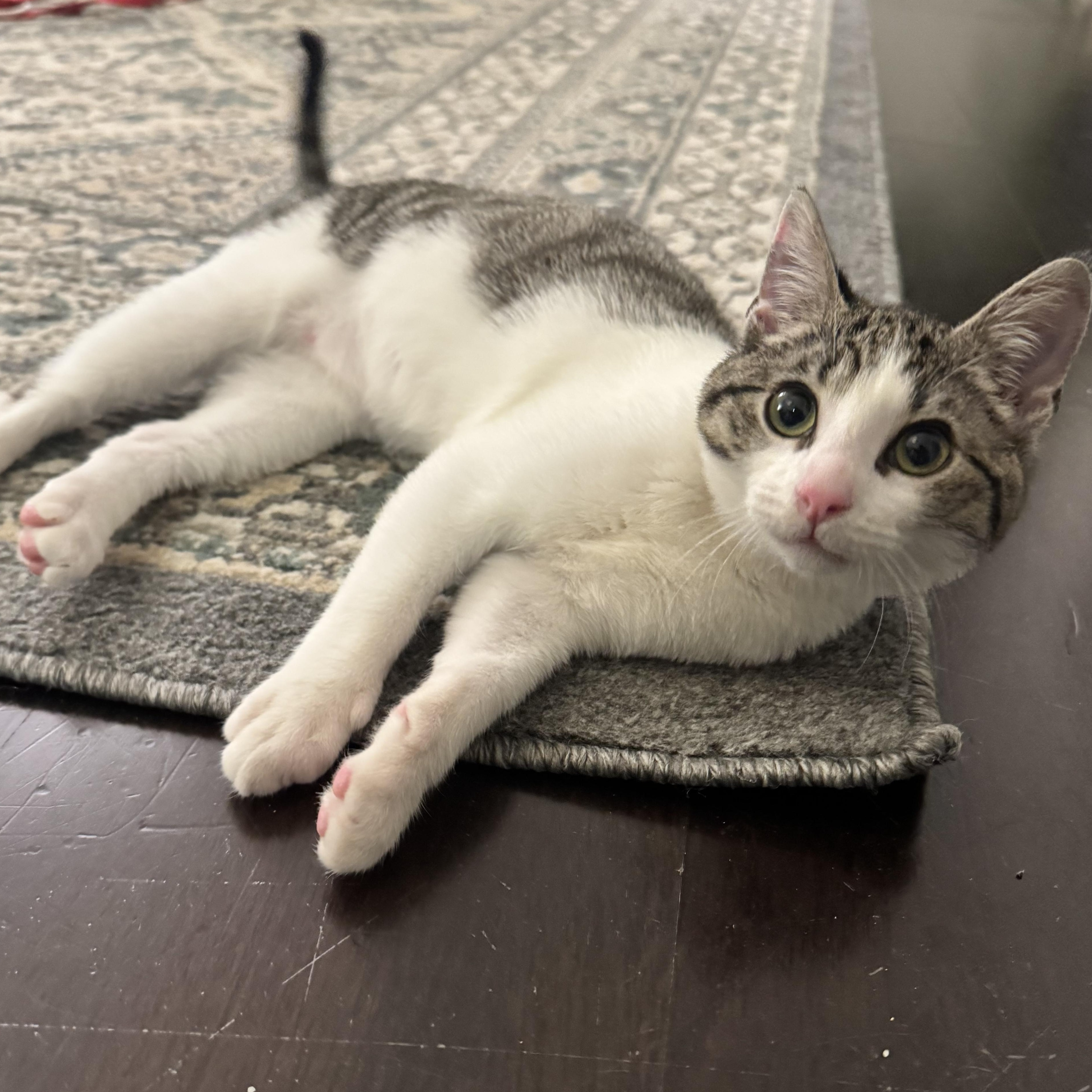 Gigi, Adoptable, Kitten Female Domestic Short Hair & Tabby.