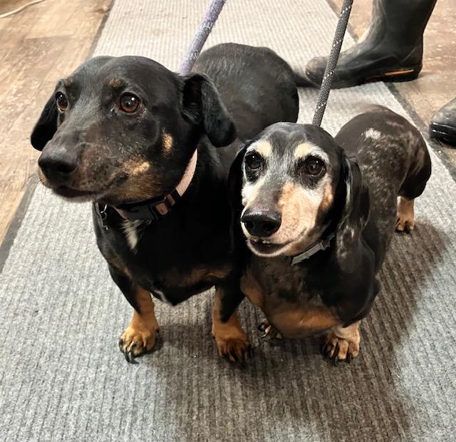 Crouton & Schnitzel, ADOPTABLE, Senior Male Dachshund.